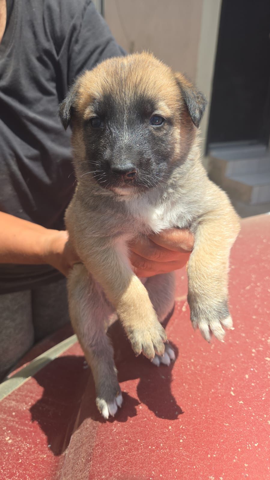 adoptable Dog in Inglewood, CA named Dunlap