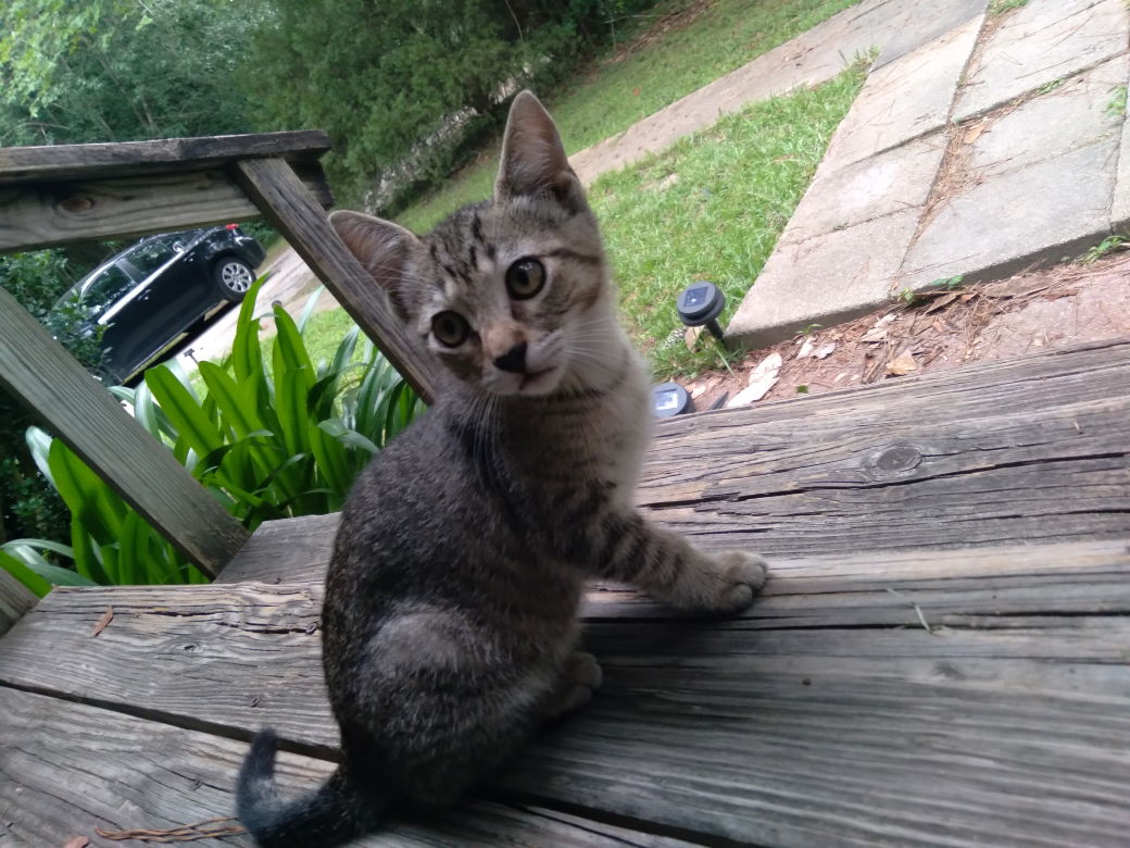adoptable Cat in Inglewood, CA named Warrior (Kitten)