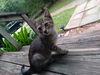 adoptable Cat in  named Warrior (Kitten)