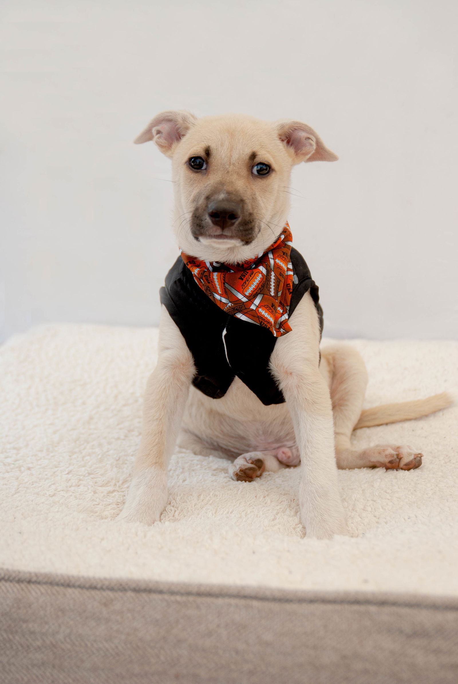 adoptable Dog in Inglewood, CA named Egbert