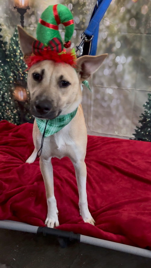 EGBERT - Carolina Dog / Black Mouth Cur available for adoption