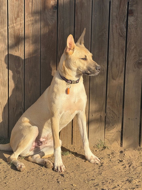 EGBERT - Carolina Dog / Black Mouth Cur available for adoption