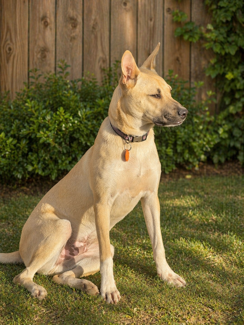 EGBERT - Terrier / Black Mouth Cur available for adoption