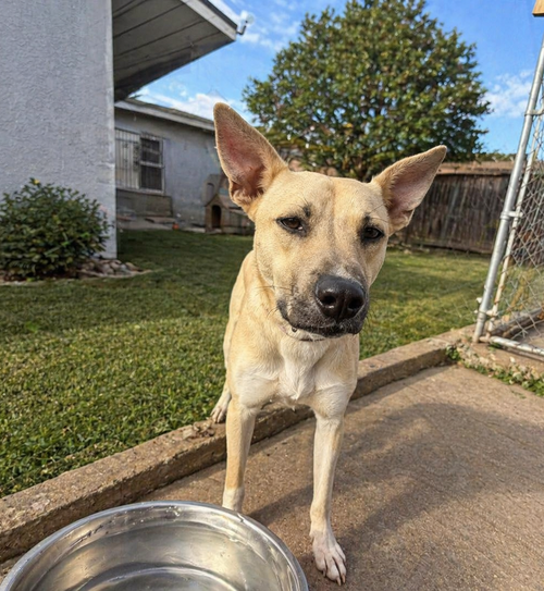 Egbert, an adoptable Carolina Dog in Inglewood, CA