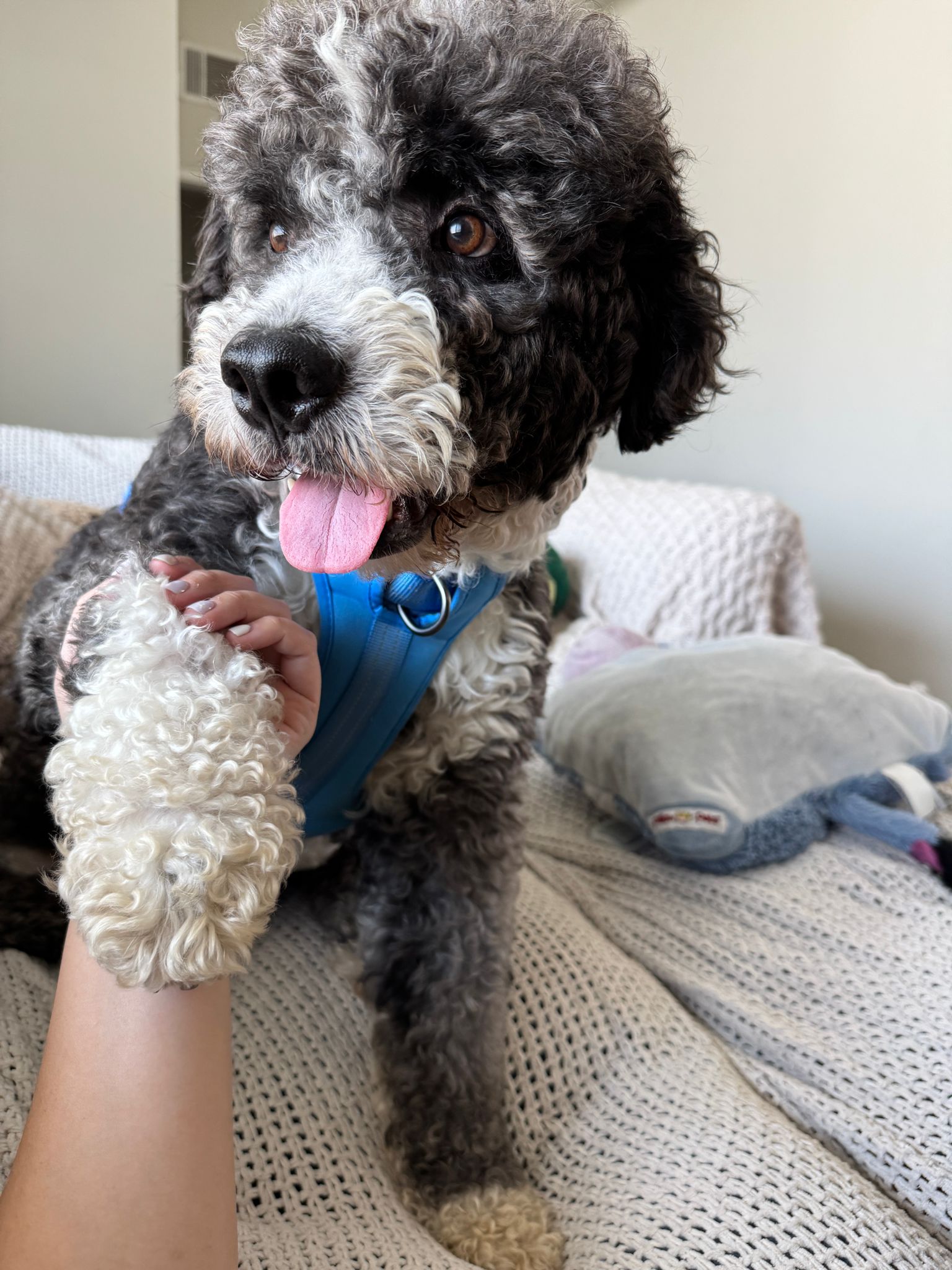 adoptable Dog in Inglewood, CA named Benji