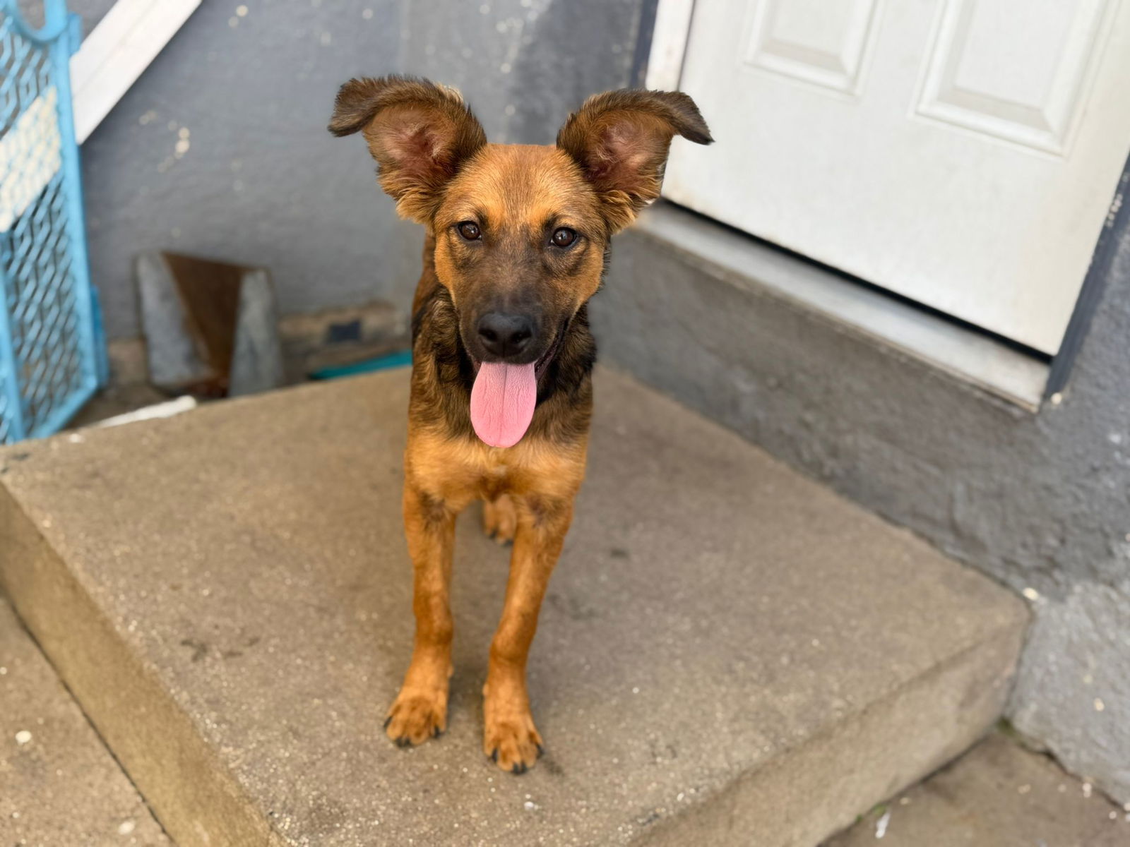 adoptable Dog in Inglewood, CA named Lulu Lemon
