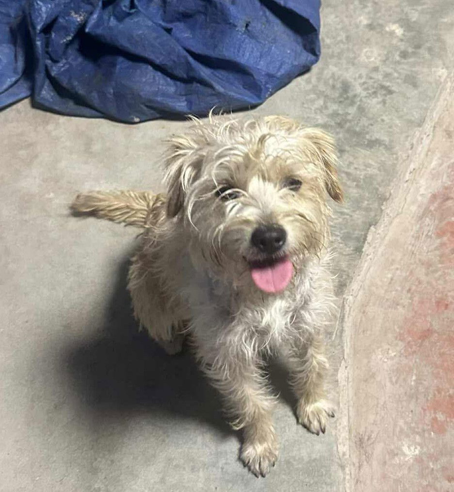 adoptable Dog in Inglewood, CA named Dulce