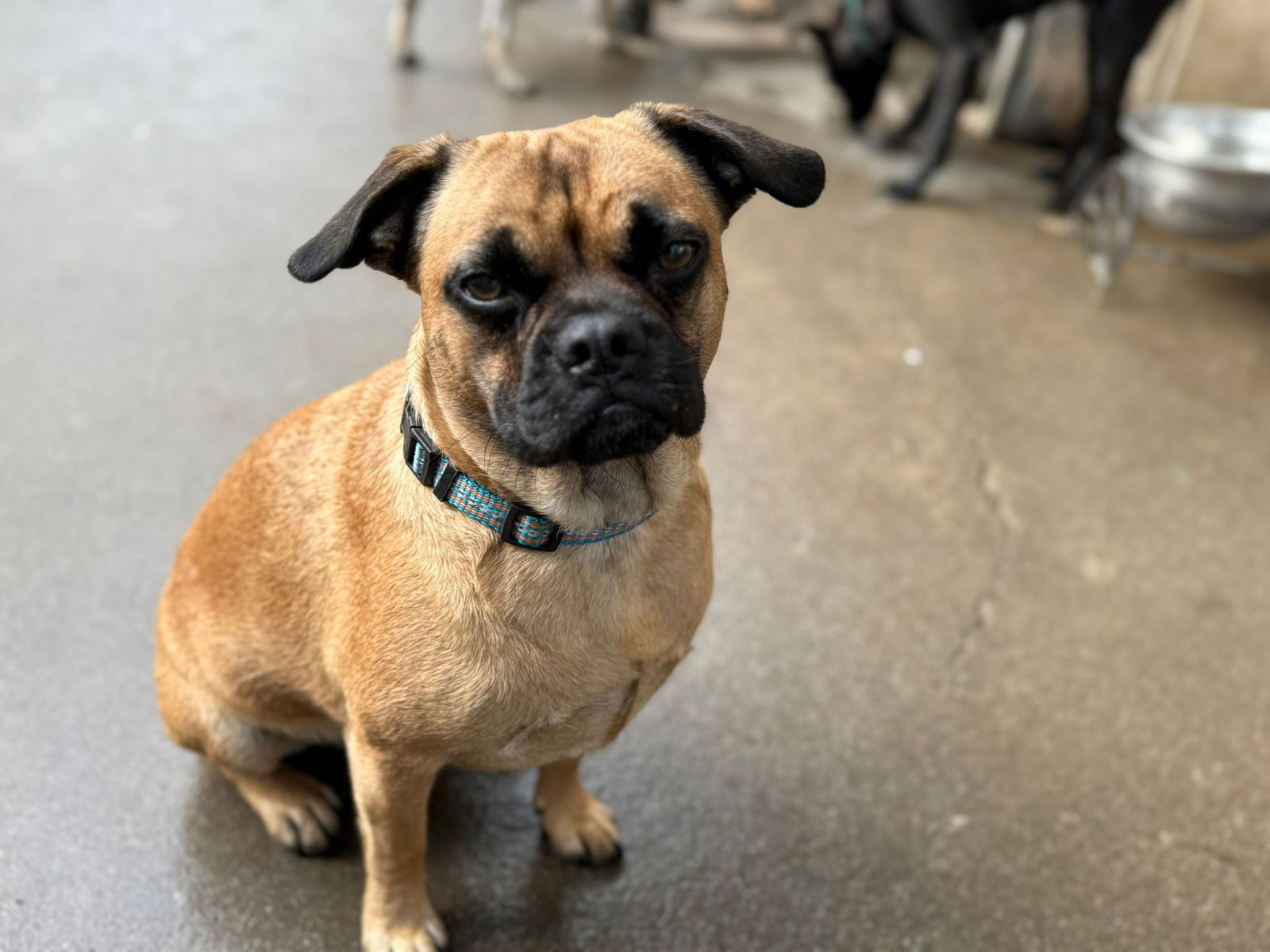 adoptable Dog in Inglewood, CA named Toby