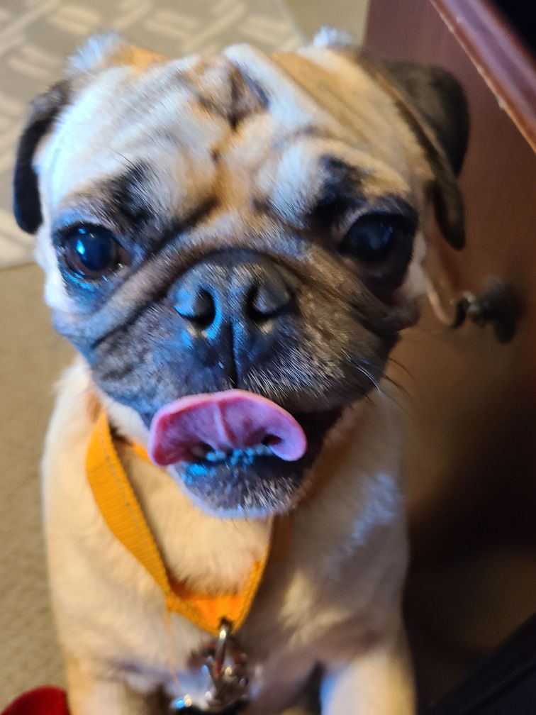 Toby Image