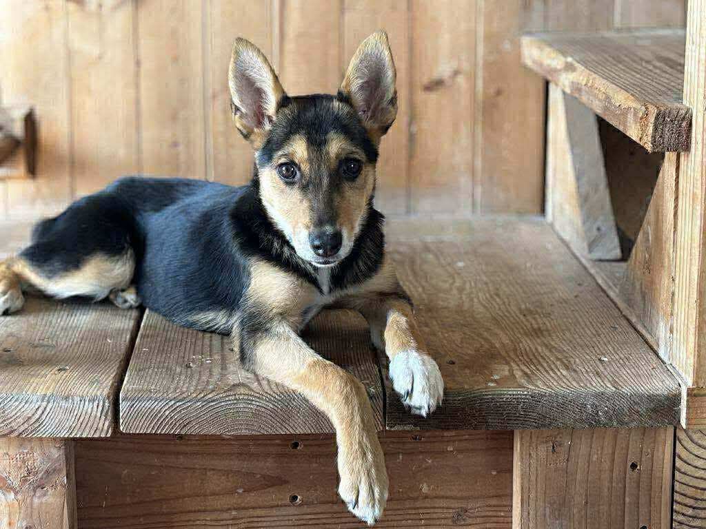 adoptable Dog in Inglewood, CA named Cookie