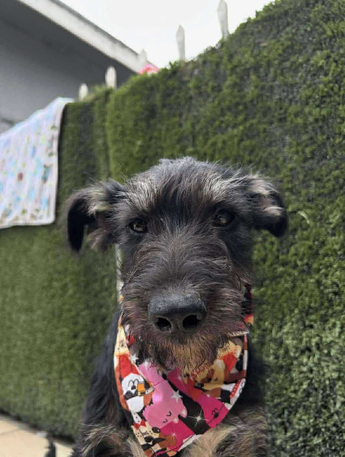 adoptable Dog in Inglewood, CA named Poppy