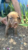 adoptable Dog in  named Ford
