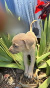 adoptable Dog in  named Frankie