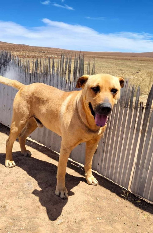 SCOOBY - Black Mouth Cur / Carolina Dog available for adoption