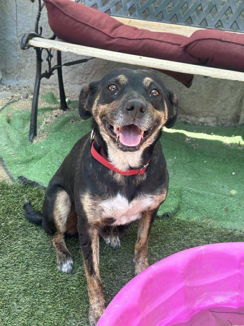 THALIA - Rottweiler / Terrier available for adoption