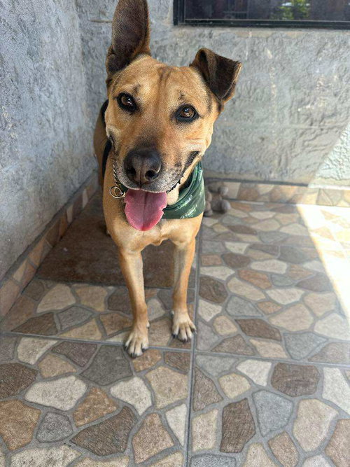 CHARRO - Carolina Dog / Pit Bull Terrier available for adoption