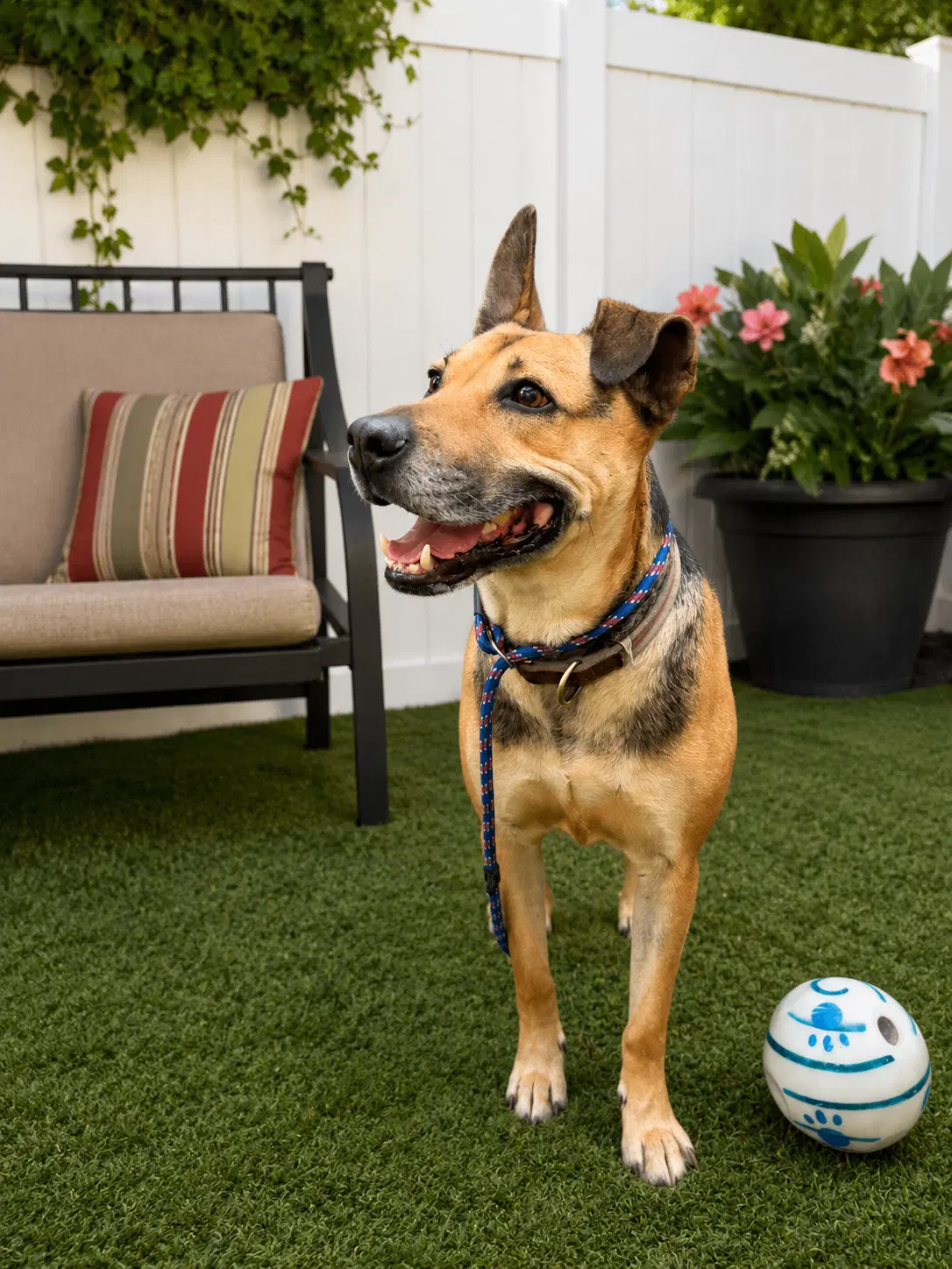 Charro - Carolina Dog
