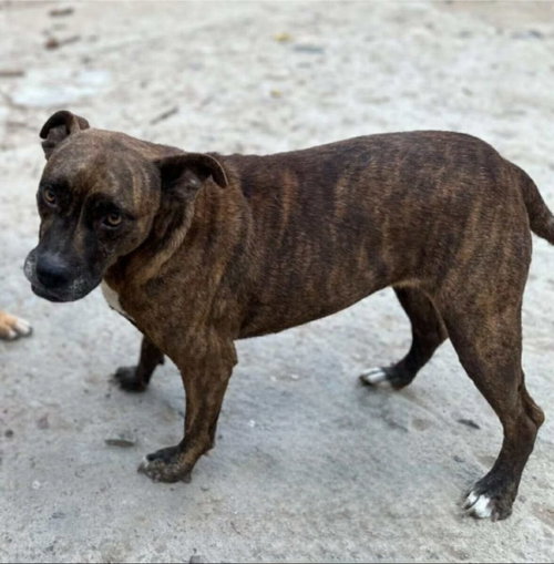 CHATA - Pit Bull Terrier / American Staffordshire Terrier available for adoption