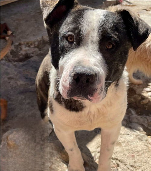 CHATO - Pit Bull Terrier / American Staffordshire Terrier available for adoption