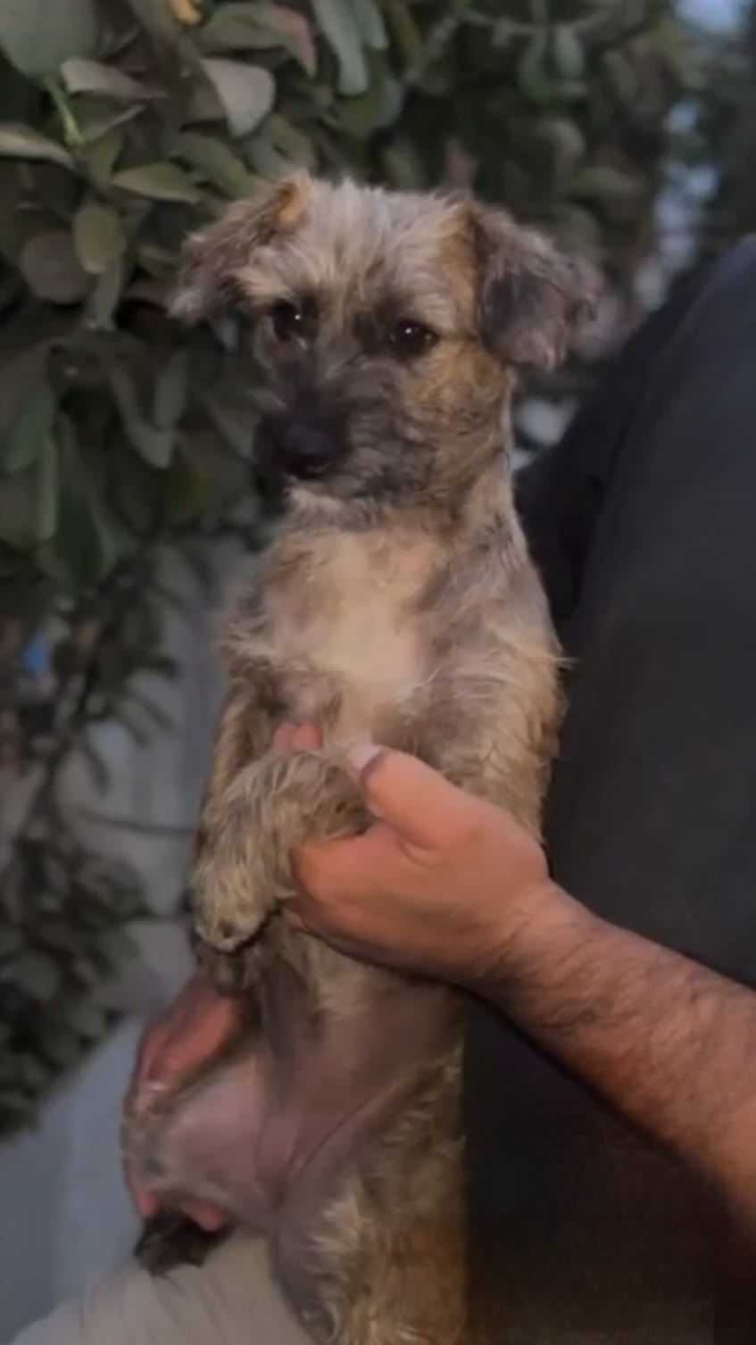 adoptable Dog in Inglewood, CA named Petunia