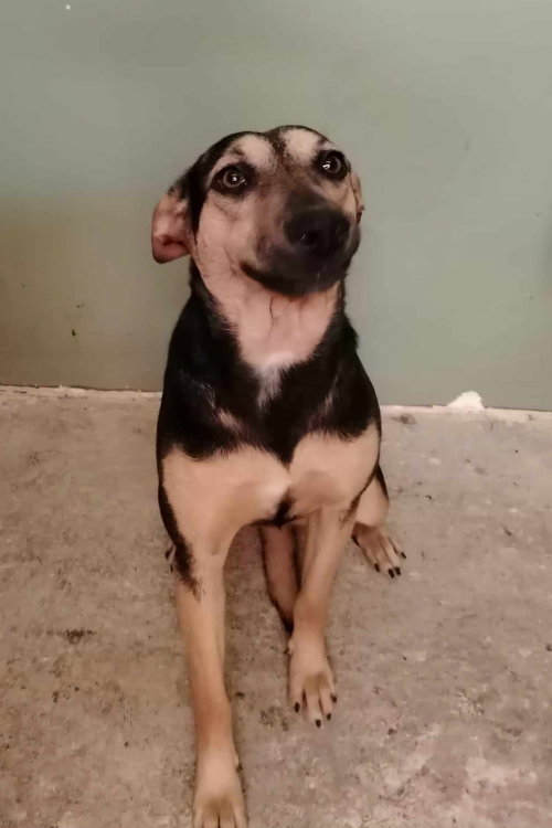GALO - Black Mouth Cur / Terrier available for adoption
