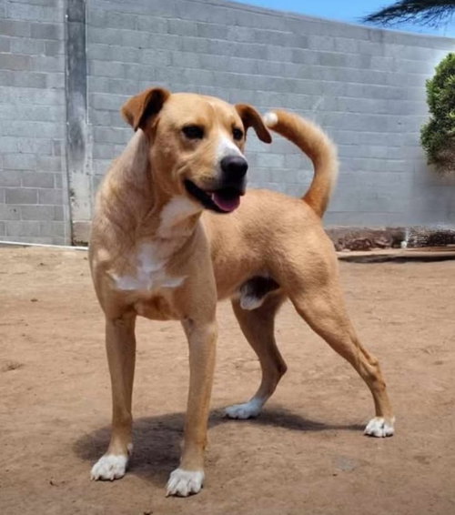 PISTON - Pit Bull Terrier / Carolina Dog available for adoption