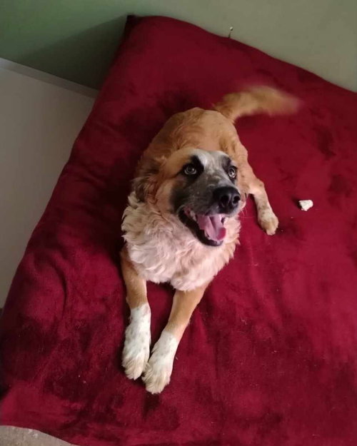 PAYASO - Border Collie / Shepherd available for adoption