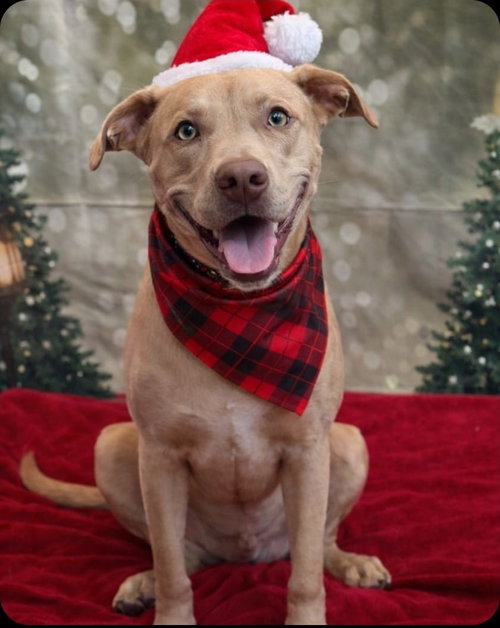 FELIPE - Weimaraner / Labrador Retriever available for adoption