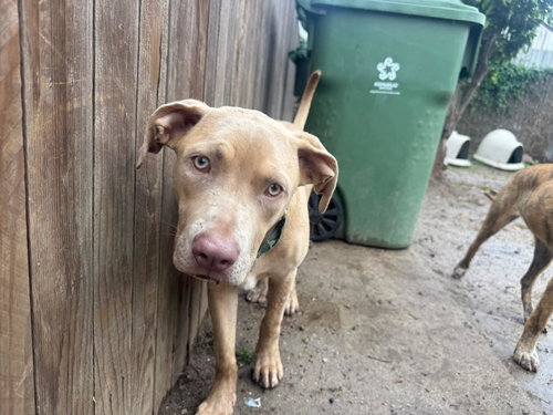 FELIPE - Weimaraner / Labrador Retriever available for adoption