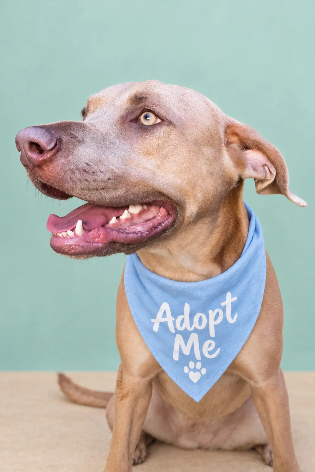 Felipe - Weimaraner