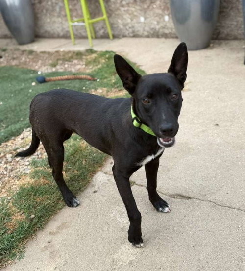 MAYA - Australian Kelpie / Terrier available for adoption