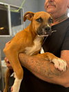 Bentley - Photo 8