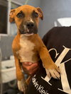 Bentley - Photo 6