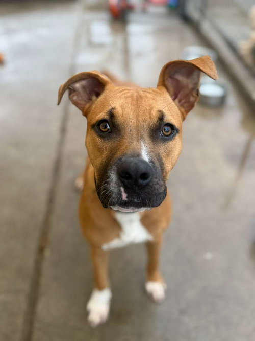 BENTLEY - Boxer available for adoption