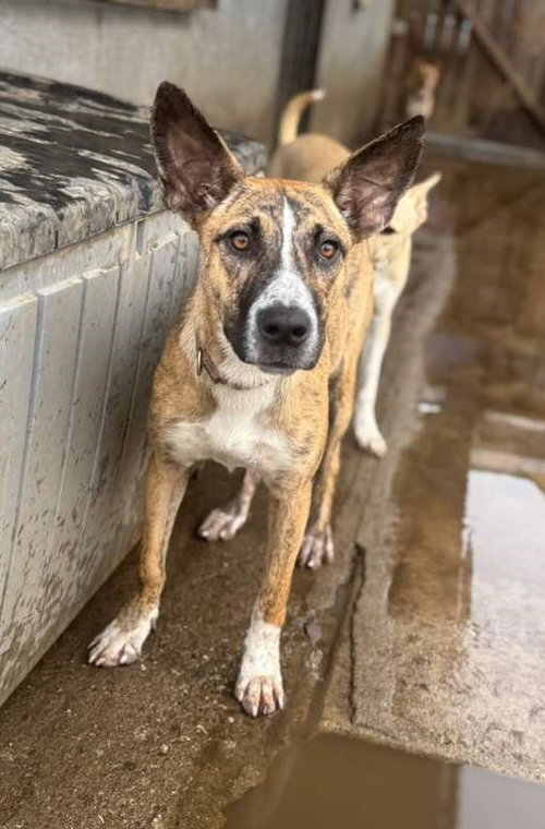 TIFFANY - Dutch Shepherd / Dogo Argentino available for adoption