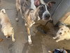 Jingle - Photo 7