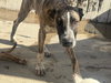 Jingle - Photo 8