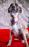 Jingle - Photo 3