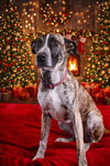 Jingle - Photo 2