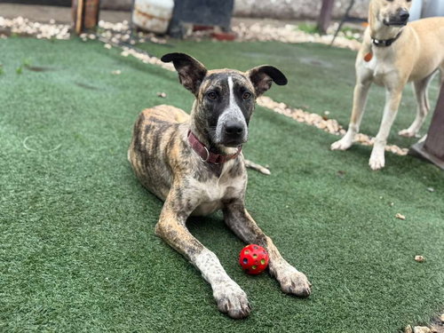 JINGLE - Dutch Shepherd / Dogo Argentino available for adoption