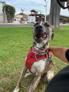 Jingle - Photo 3