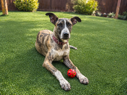 Jingle — rescue dog of the day