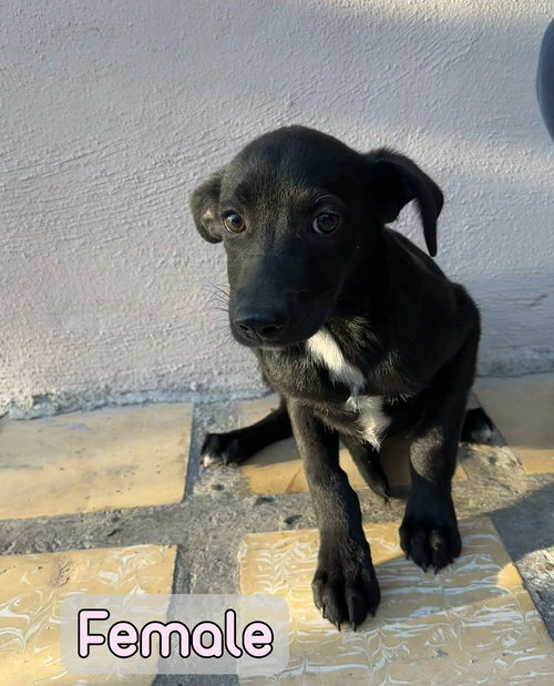 FUNKY - Feist / Pit Bull Terrier available for adoption