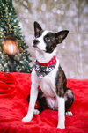 Hannah - Photo 4