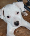Harvey - Photo 10