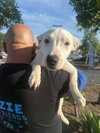 Harvey - Photo 5