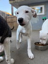 Harvey - Photo 6