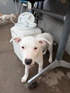 Harvey - Photo 7