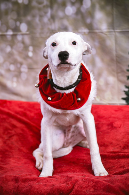 HARVEY - Pit Bull Terrier / Terrier available for adoption