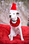 Harvey - Photo 4